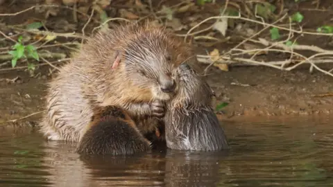 Mike Symes Beaver female with kits