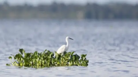 Matti Saranpää A little egret in the water on a tuft of a water plant