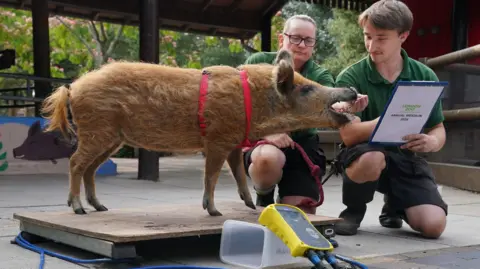 PA Media Zoo keepers Bernie Corbett and Owen Shrewsbury (right) weight a Mangalista pig called Olive during the annual weigh-in at ZSL London Zoo