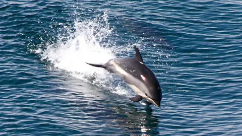 Atlantic white sided dolphin