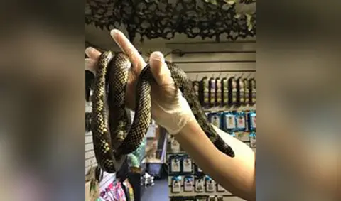 RSPCA Rat snake