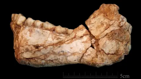 Jean-Jacques Hublin/MPI-EVA, Leipzig Lower jaw
