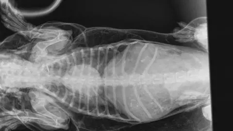 Willows Veterinary Group X-ray image