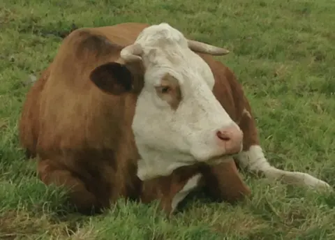 Ahimsa Dairy Foundation Primrose