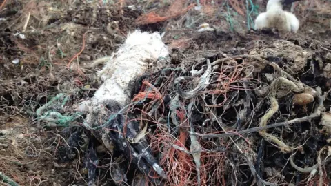 Alderney Wildlife Trust A dead gannet