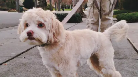 Getty Images Small dog