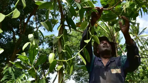 AFP Vanilla farmer, Ibrahim Boucar tends the vines just outside of Moroni, the capital of the volcanic Comoros archipelago - 29 July 2018