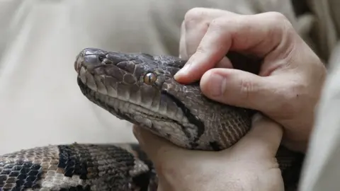 PA Media A reticulated python