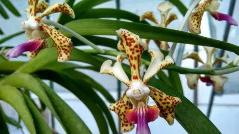 Andrew Hubbard Specimen from the collection