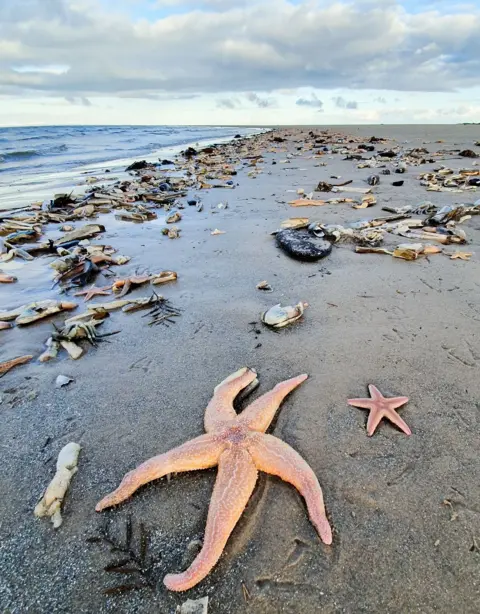Thousands of star fish washed up on shore in the Netherlands : r/pics
