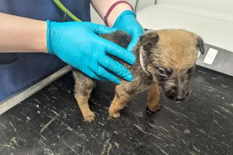 A vet handling a malnourished-looking puppy.