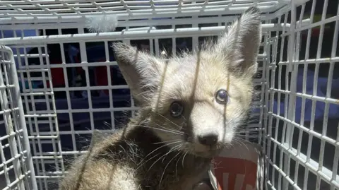 An image of a fox cub in a cage