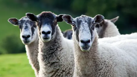 Getty Images A still image of three sheep standing in a field looking at the camera.