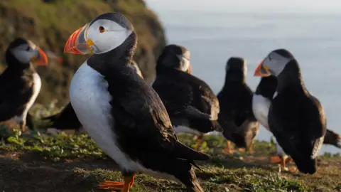 Eric Middelkoop/Getty Images Puffins on Skomer Island, off the Pembrokeshire coast