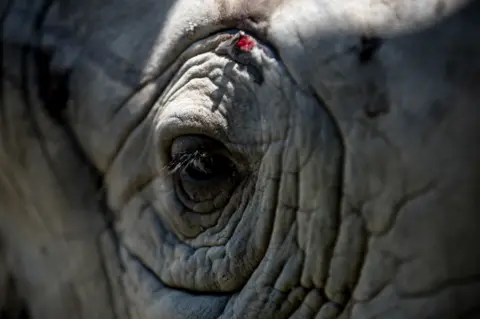 EPA A close shot of a rhino shows its eye which is open, with long eyelashes and many folds in its skin. There is a small cut above the animals eye.