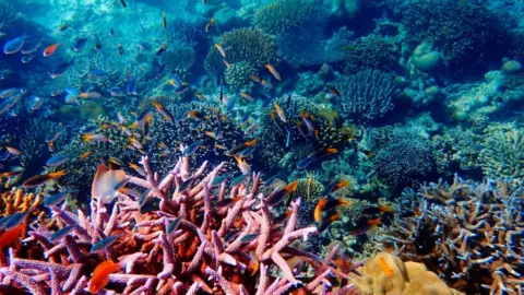 Getty Images Coral off Ko Surin island, Thailand