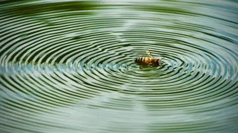 Jane Luetkens An insect in water