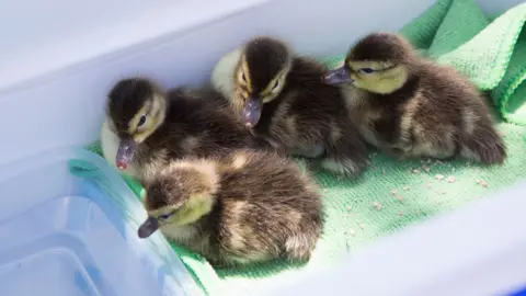 WWT Madagascar pochard ducklings