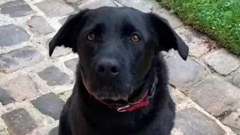 Macron/Facebook Nemo - still from Macron/Facebook official site