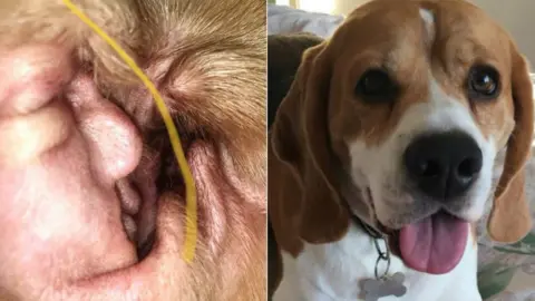 Jade robinson Jade Robinson