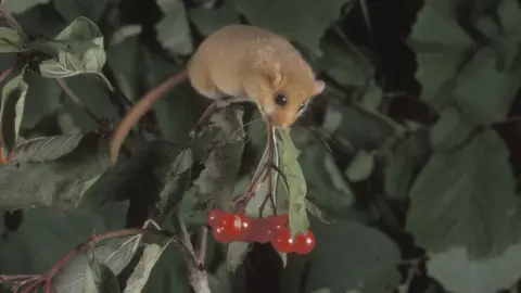 Getty Images Dormouse