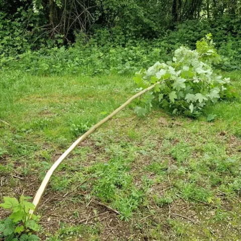 Newark and Sherwood District Council A damaged tree in the park