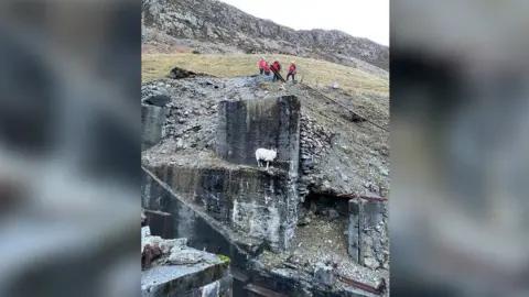 PAtterdale Mountain Rescue Team Sheep rescue