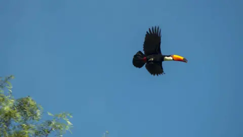 BBC Toucan in Manitoba