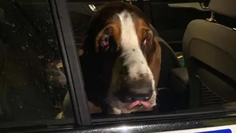 Scooby in the police car