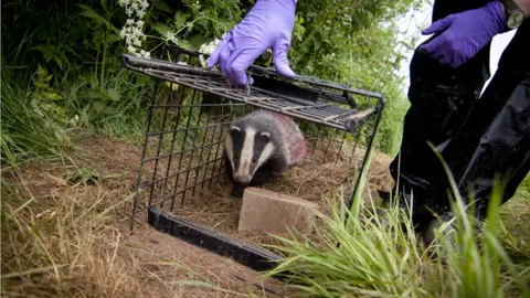 Tom Marshall Badger leaving trap