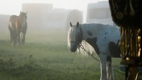 Google Horses at traveller site