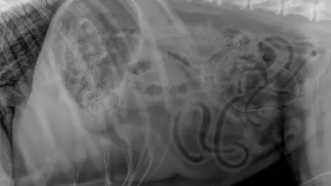 Vets Now The X-ray of Benji