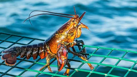 Getty Images Lobster