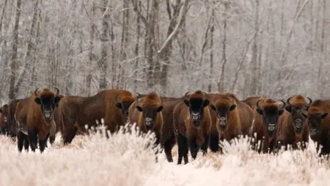 Rafal Kowalczyk European bison