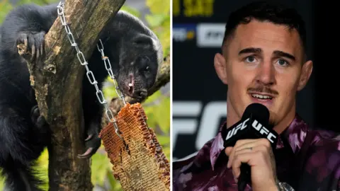 A split picture of a honey badger and Tom Aspinall