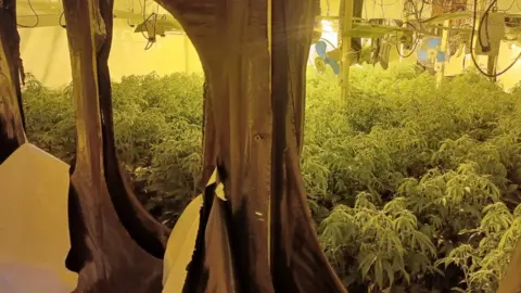 West Midlands Police Inside the Bradford Street cannabis factory