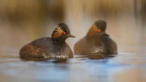 RSPB Black-necked grebes take to the water at the RSPB St Aidan's Nature Park near Leeds