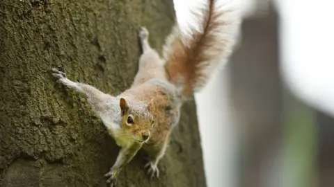 Getty Images Grey squirrel