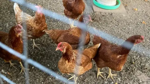 BBC Chickens