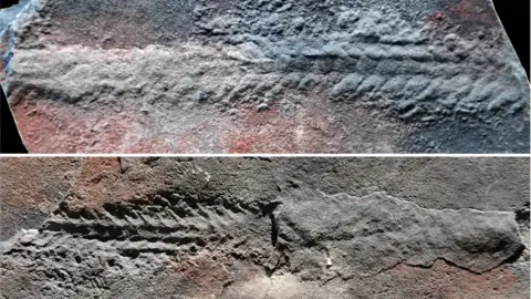 Zhe Chen / Shuhai Xiao Track fossil