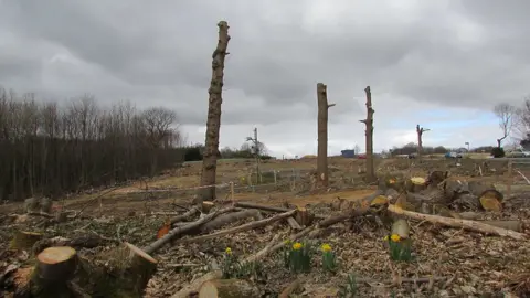 Ben Holmes/The Woodland Trust Trees removed to build the A21 in Sussex