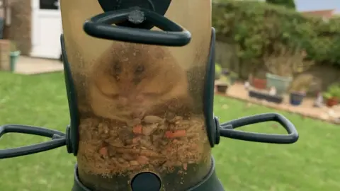 Hampshire Dormice Group Dormouse stuck in bird feeder