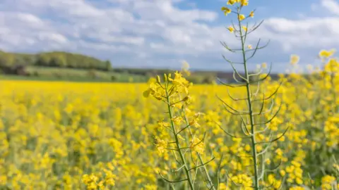 Getty Images Rapeseed field