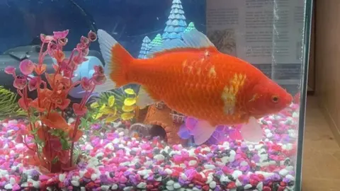 GSPCA Goldfish