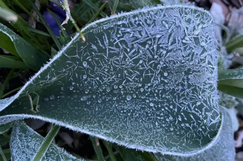 Ian Barnes/BBC Weather Watchers Frosty leaf