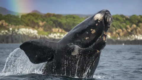 BBC NHU/Stephen Bradley Southern Right whales