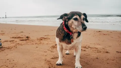 Getty Images Dog standing on sandy beach