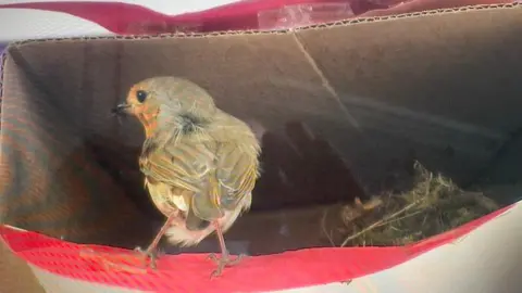 Robin nesting in box at Nayland School, Suffolk