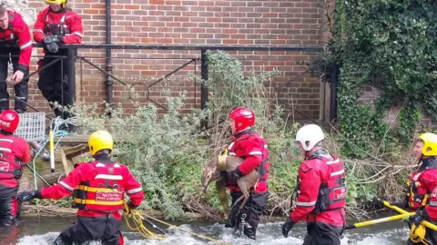 Dorset and Wiltshire Fire and Rescue Service Firefighters carrying a deer