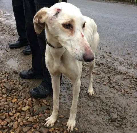 Injured lurcher